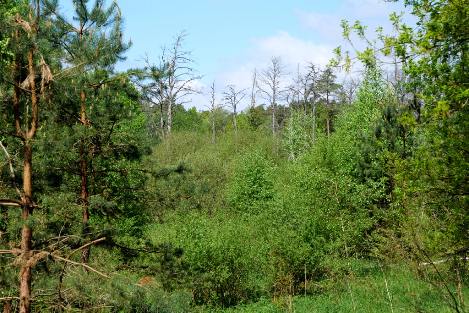 NSG Platkowsee 2021-05-29 04