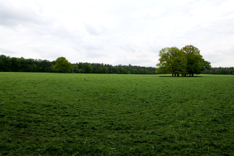 NSG Brüsenwalde 2021-05-29 82