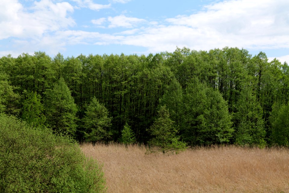 NSG Mellensee-Marienfließ 2021-05-29 03