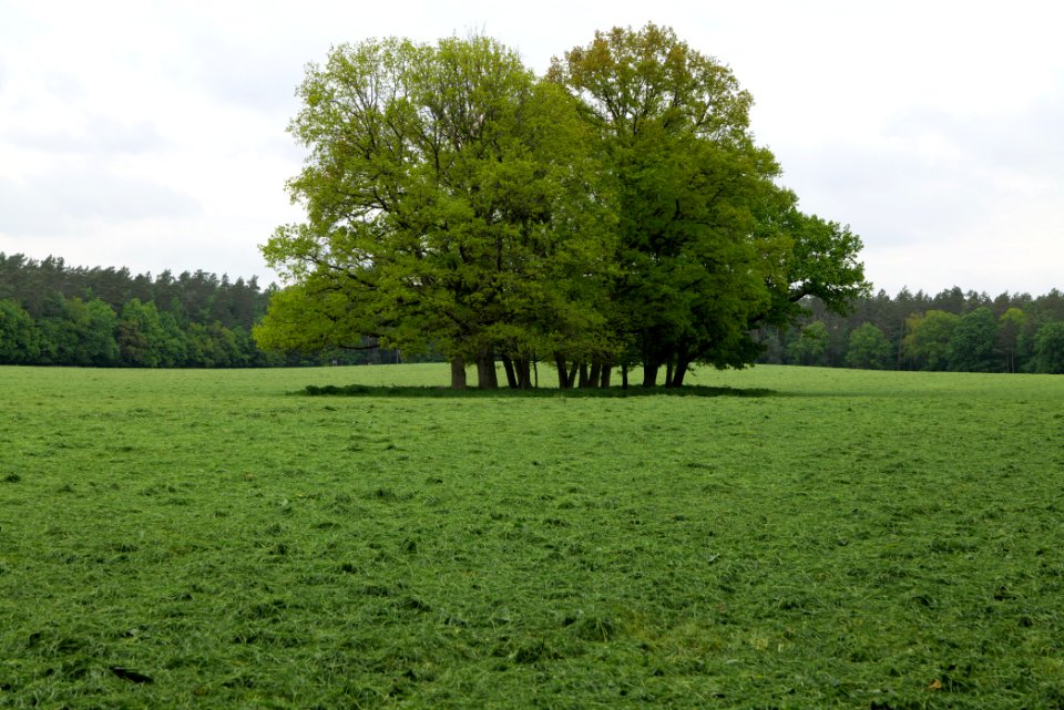 NSG Brüsenwalde 2021-05-29 79