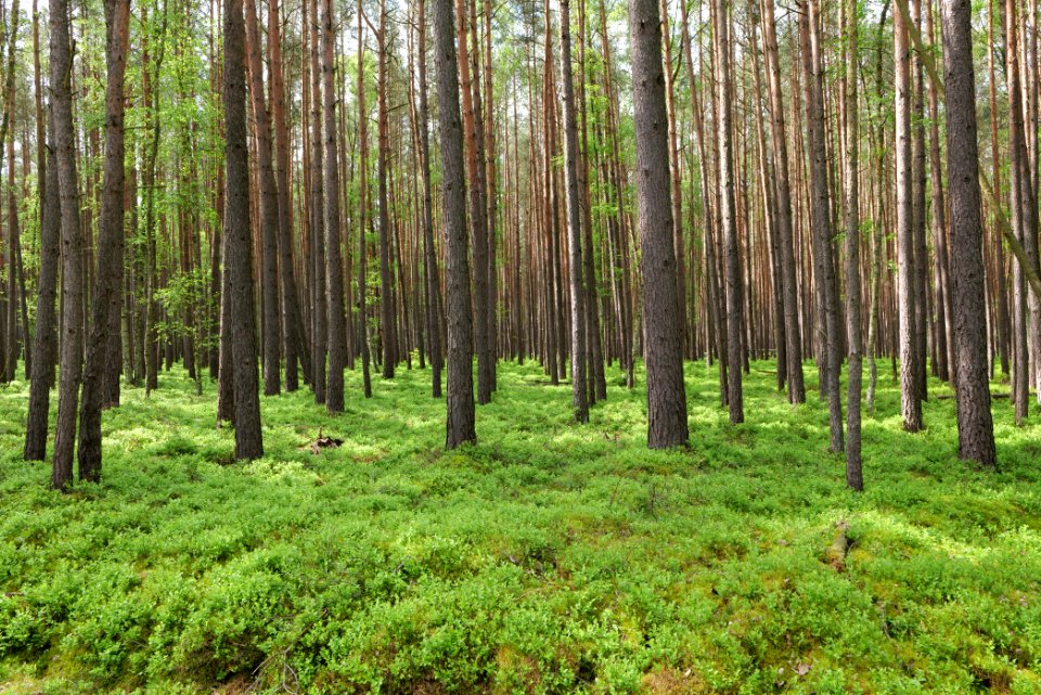 NSG Kleine Schorfheide 2021-05-29 12