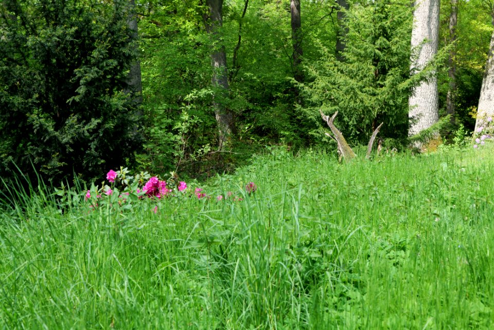 NSG Platkowsee 2021-05-29 22