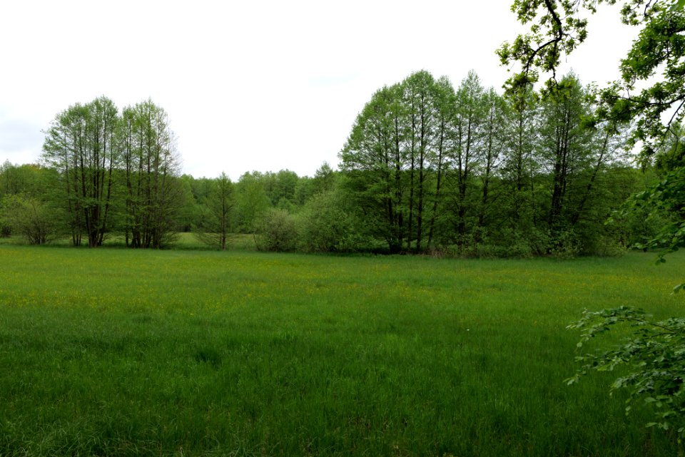 NSG Brüsenwalde 2021-05-29 22