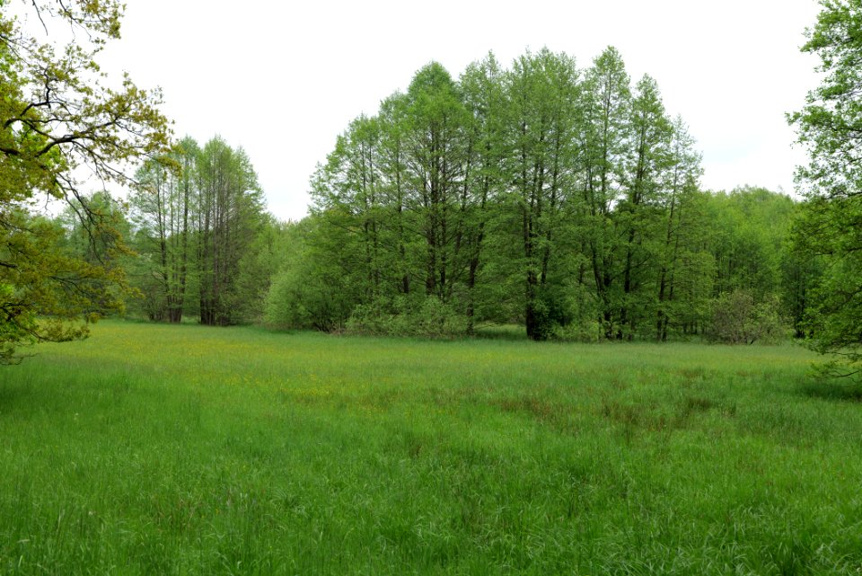 NSG Brüsenwalde 2021-05-29 19