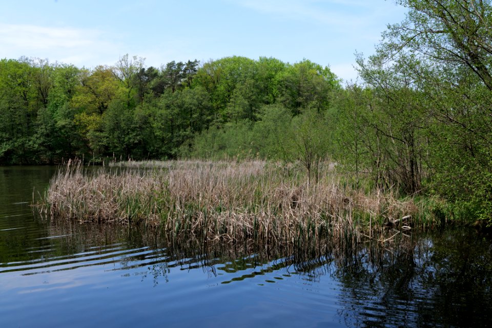 NSG Rangsdorfer See 2021-05-11 30