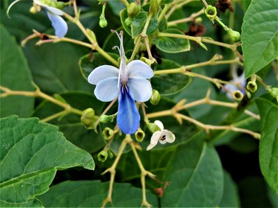 Green garden vine