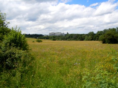 NSG Buesnauer Wiesental