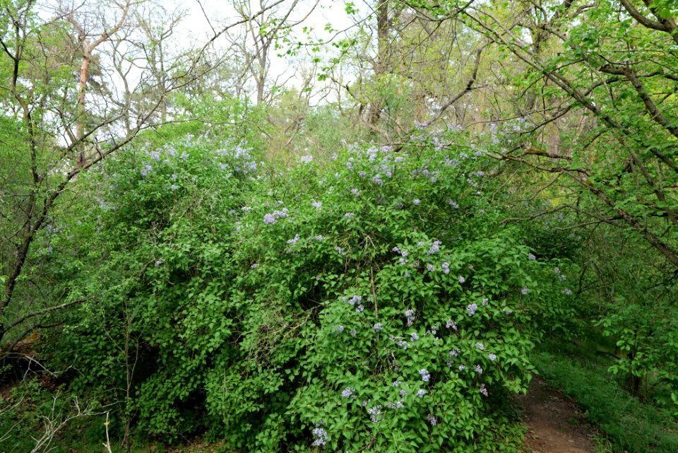 NSG Großmachnower Weinberg 2021-05-11 39