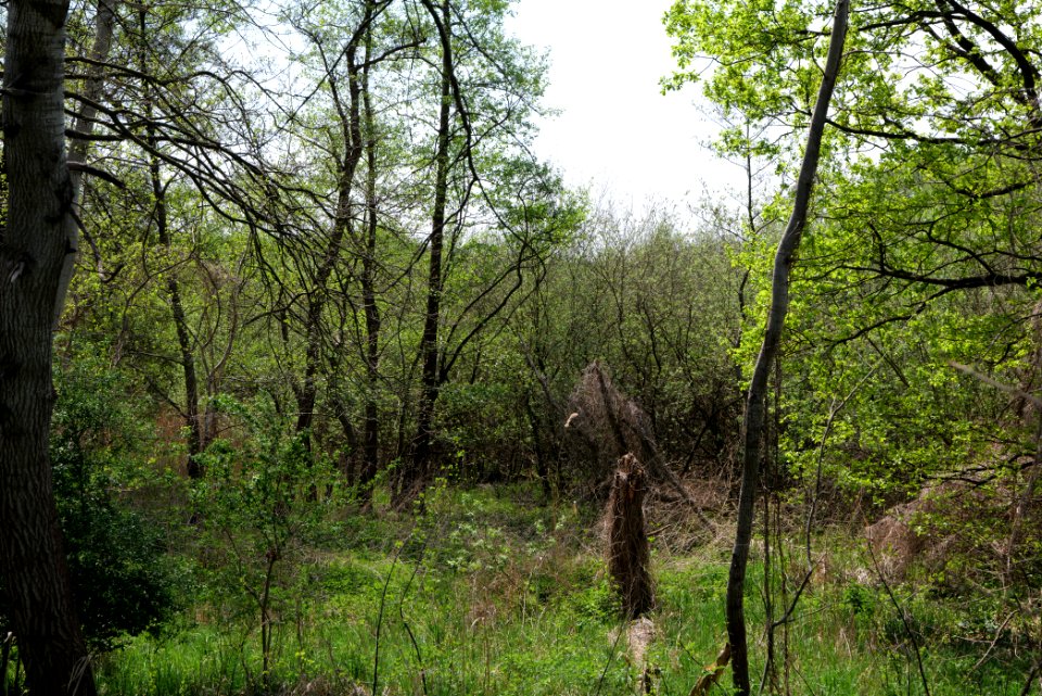 NSG Rangsdorfer See 2021-05-11 06