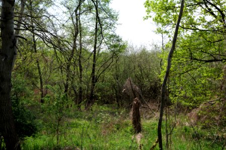 NSG Rangsdorfer See 2021-05-11 06