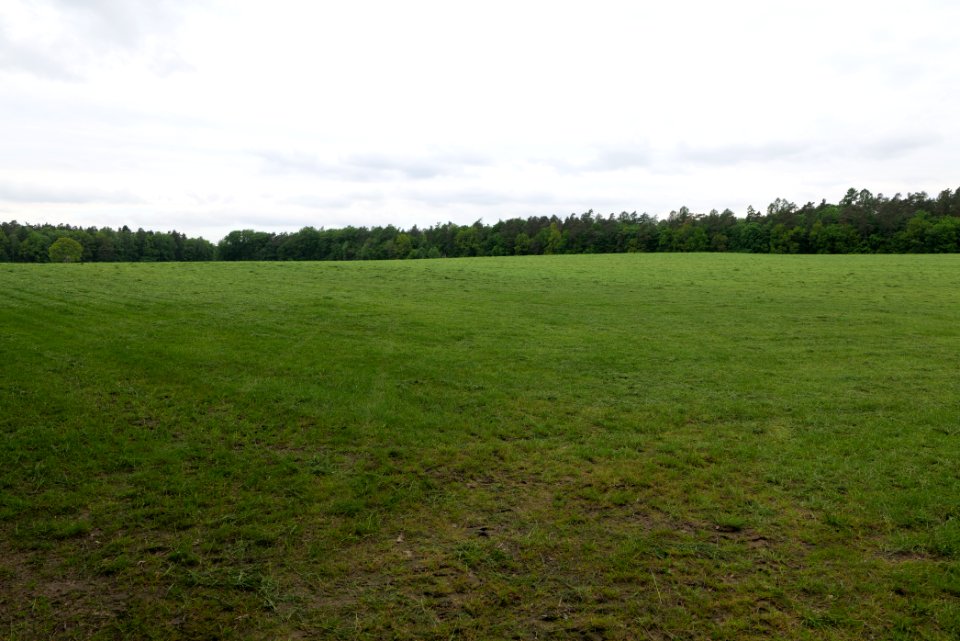 NSG Brüsenwalde 2021-05-29 89