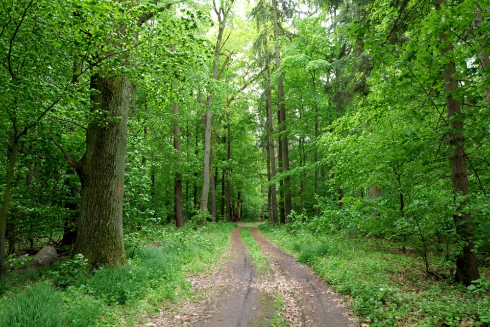 NSG Brüsenwalde 2021-05-29 83