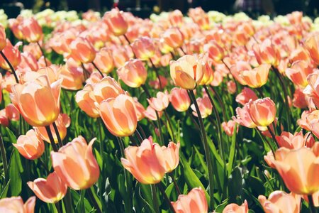 Flowers nature tulips