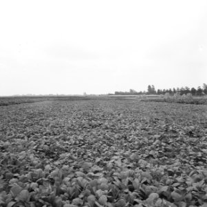 Npc, pijpleidingen, teruggebrachte cultuur, trace, Bestanddeelnr 165-0742