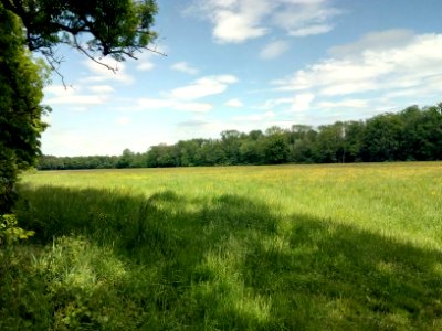 NSG Bruchbach-Otterbachniederung, Wiesen am Otterbach bei Kandel