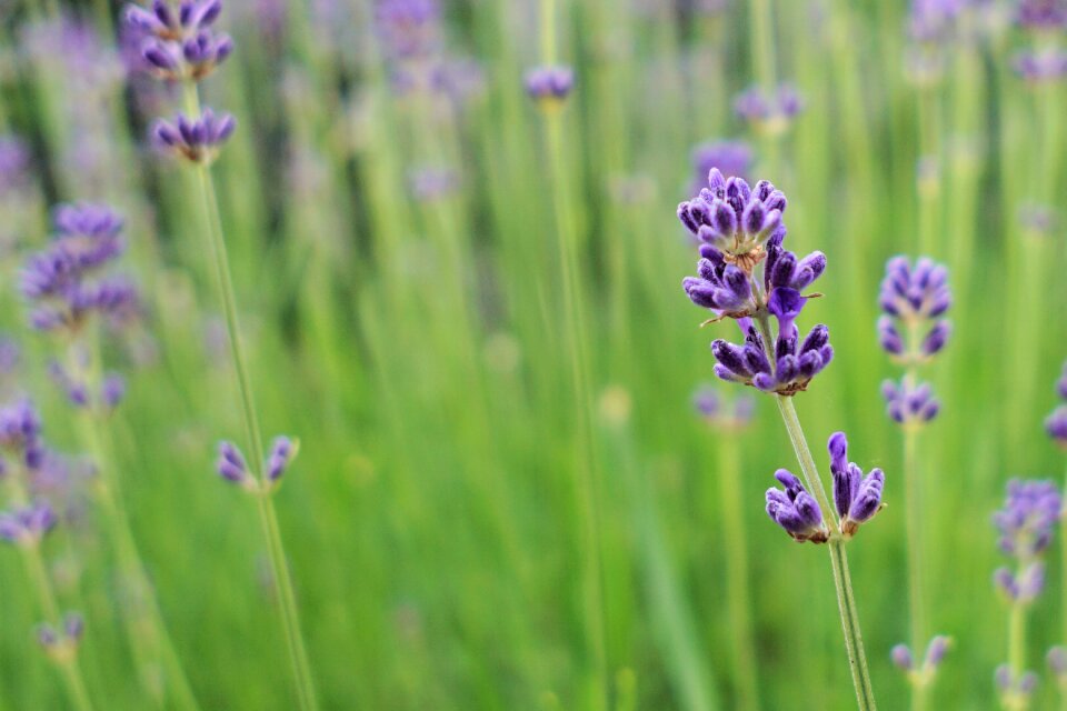 Bloom plant violet photo