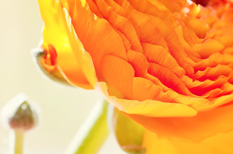 Bloom petals orange
