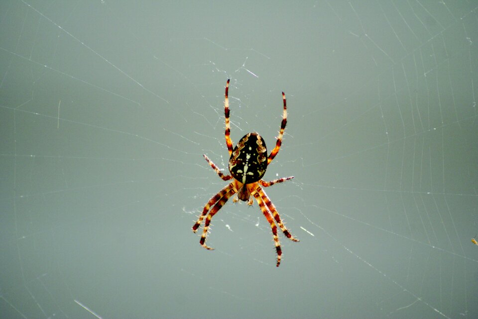 Insect arachnid network
