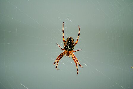 Insect arachnid network