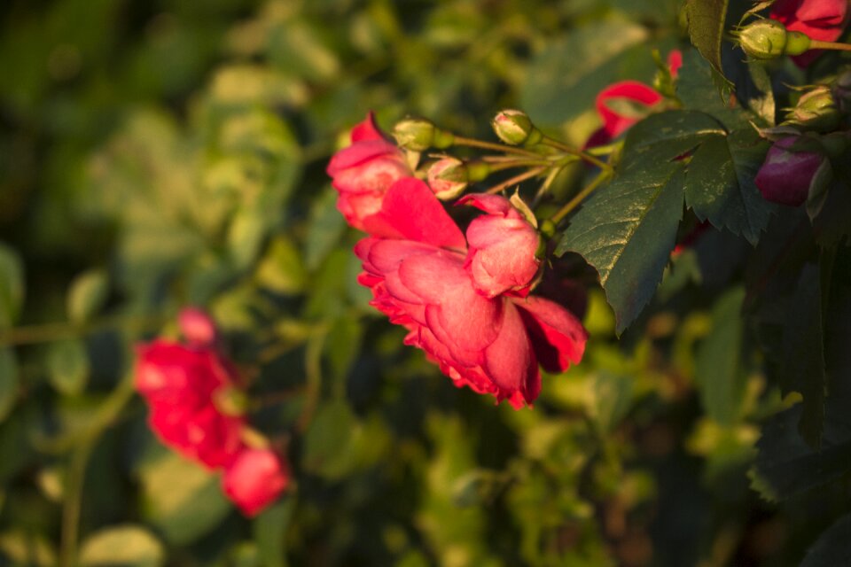 Rose petals rose flower garden