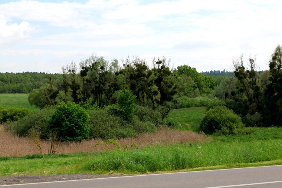 NSG Mellensee-Marienfließ from street 2021-05-29 12