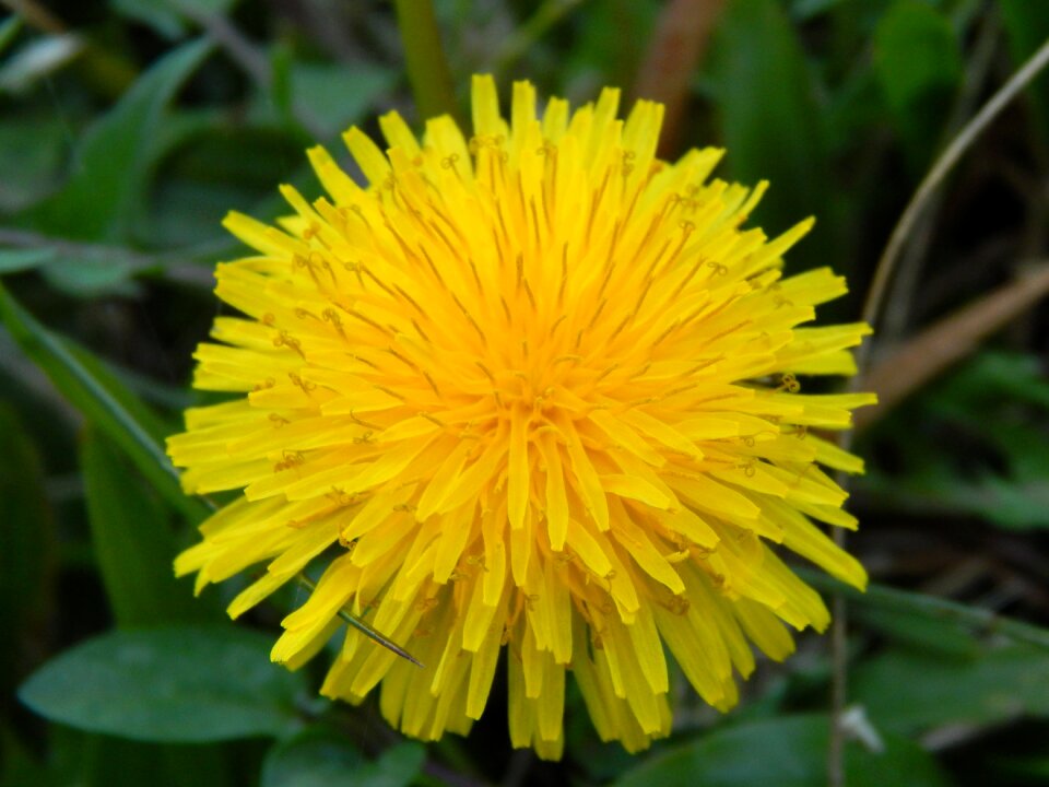 Dandelion yellow flower wild flora