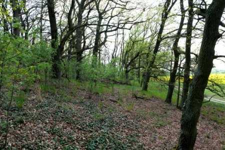 NSG Großmachnower Weinberg 2021-05-11 04