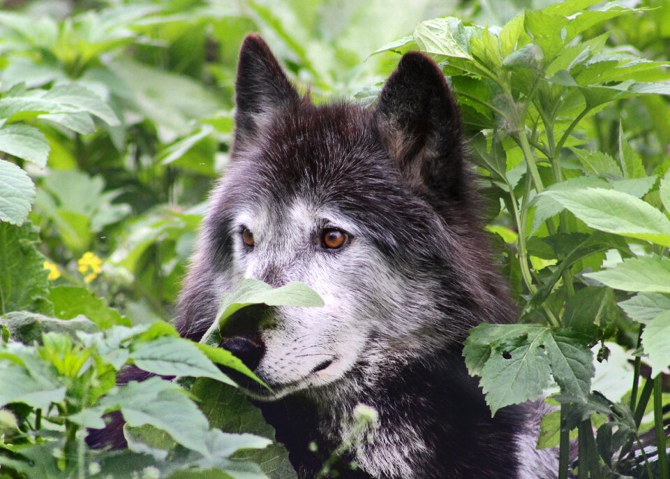 Animal canine lupus