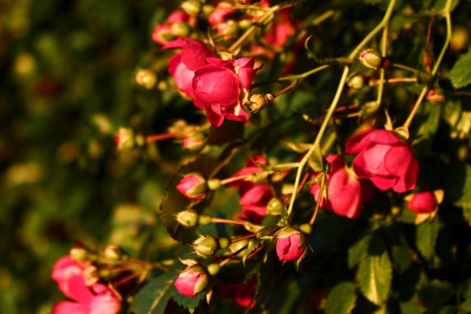 Red rose flower plant