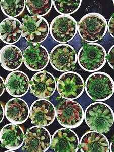 Gardening nursery propagation