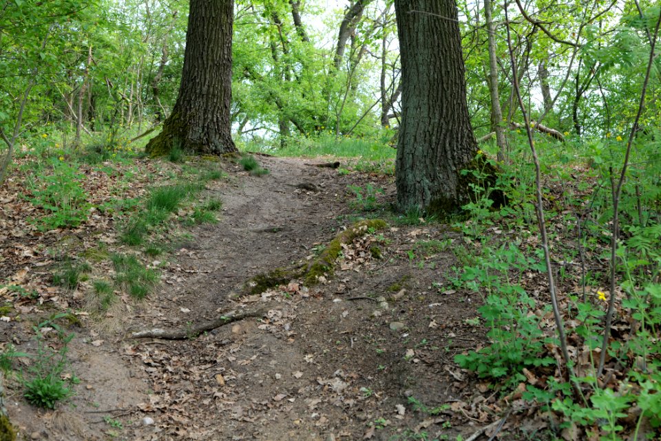 NSG Großmachnower Weinberg 2021-05-11 11