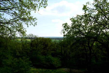 NSG Großmachnower Weinberg 2021-05-11 19