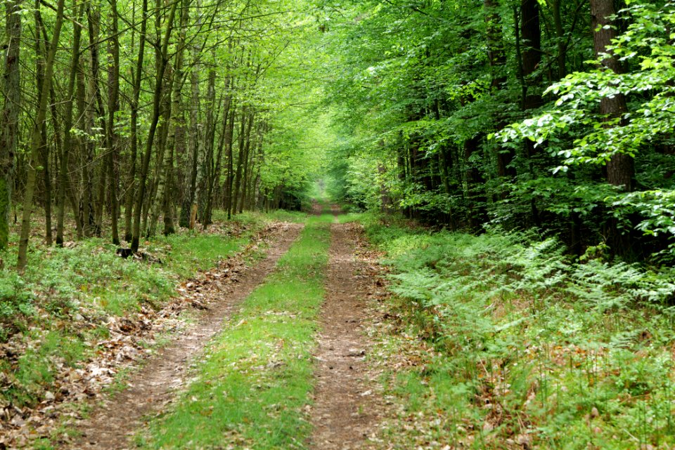 NSG Kleine Schorfheide 2021-05-29 167