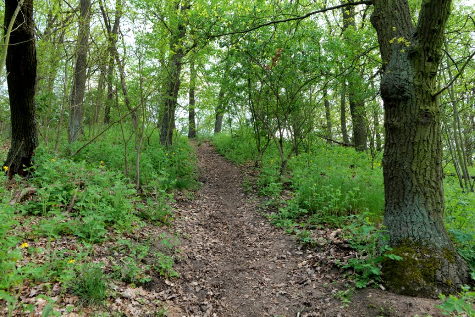NSG Großmachnower Weinberg 2021-05-11 08