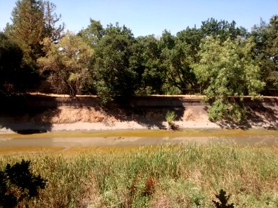 Novato Creek 1