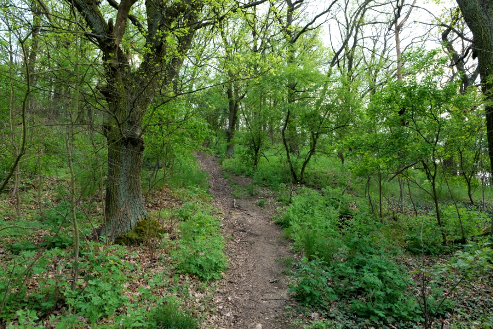 NSG Großmachnower Weinberg 2021-05-11 06