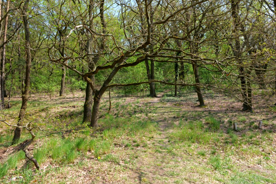 NSG Großmachnower Weinberg 2021-05-11 02