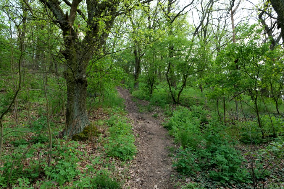 NSG Großmachnower Weinberg 2021-05-11 07