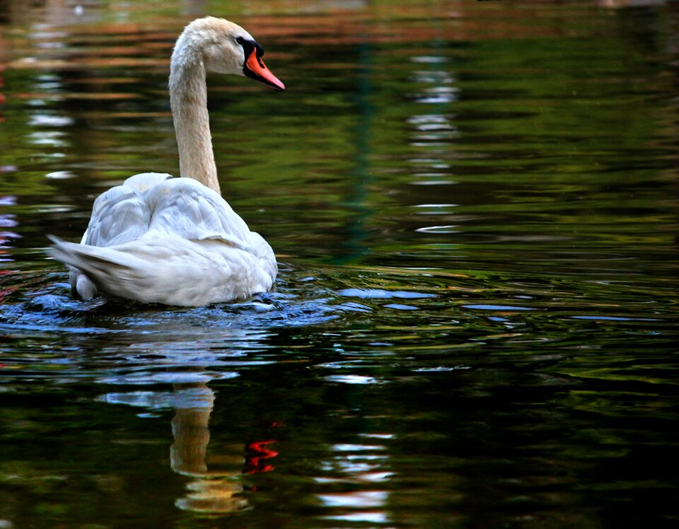 Bird white bird animal portrait