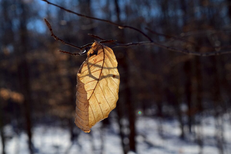 Light nature plant