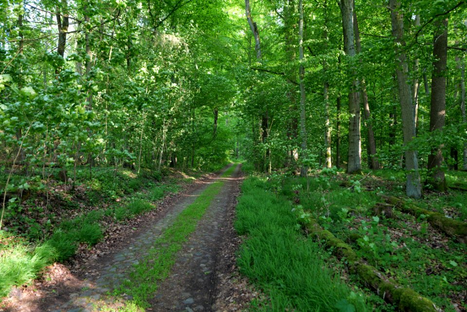 NSG Arnimswalde 2021-05-29 03