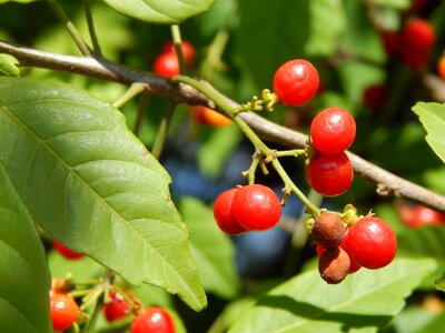 Red fruits wild fruits red berries