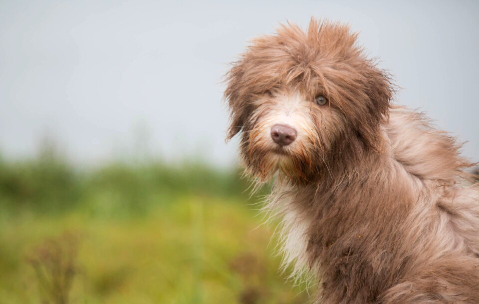 Cute look collie dog