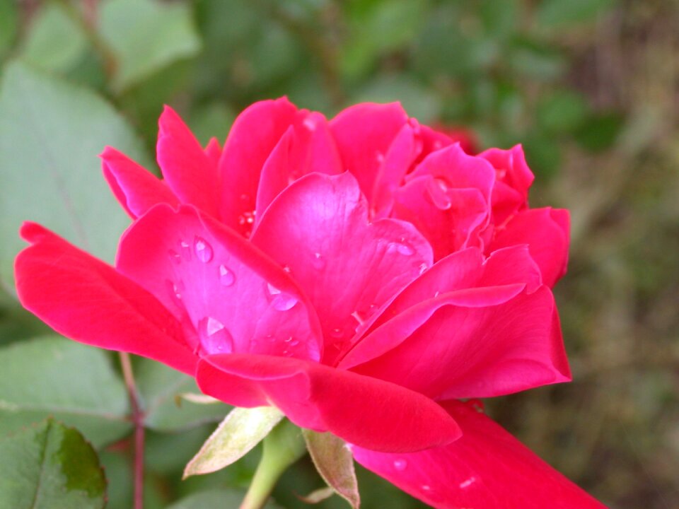 Nature flower plant