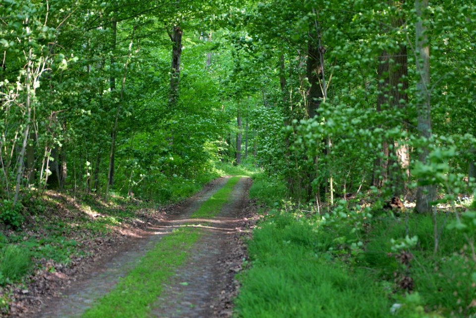 NSG Arnimswalde 2021-05-29 02