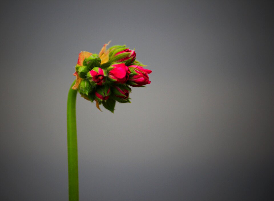 Plant nature flower picture