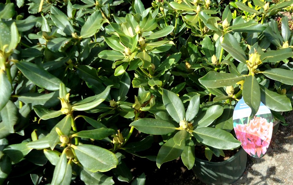 Nova Zembla Rhododendron plants growing in NJ in April