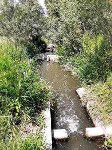 NSG Abtei und Saaleaue Planena Wasserlauf