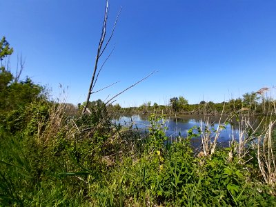 NSG AbteiSaaleaue Teich