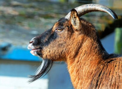 Goatee livestock zoo